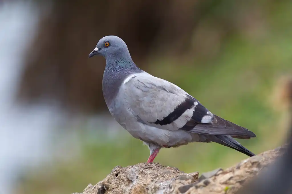 control de palomas quito