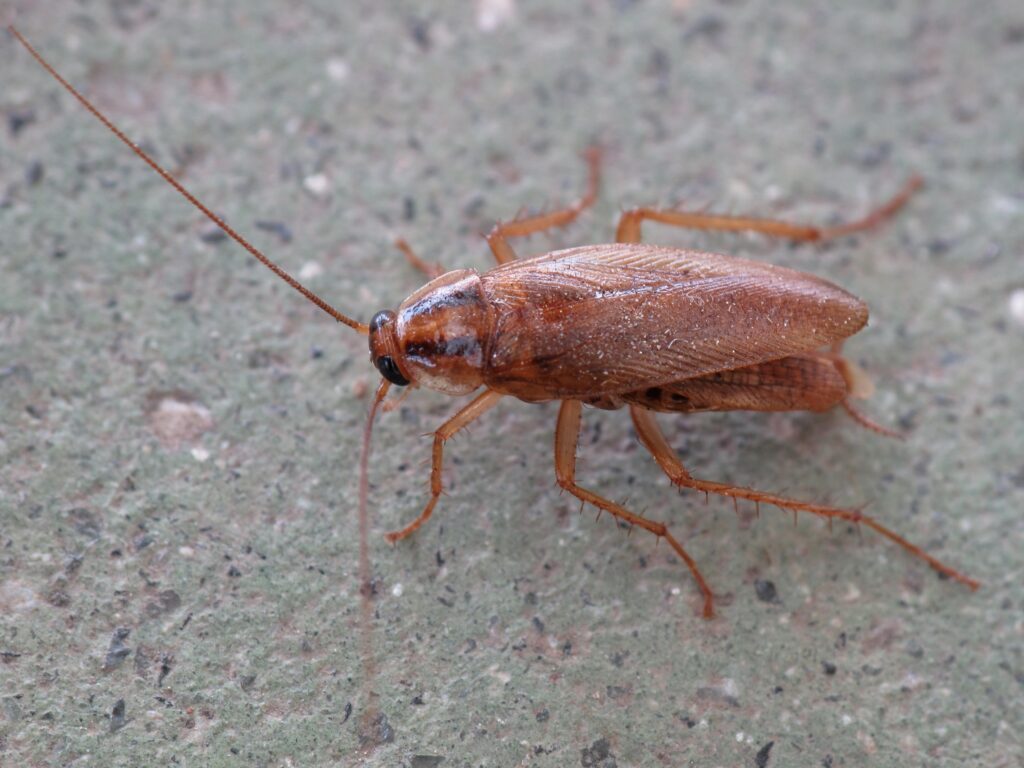 cucaracha alemana