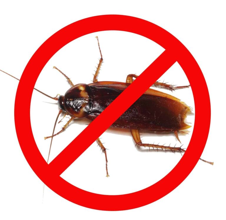 no-cucarachas